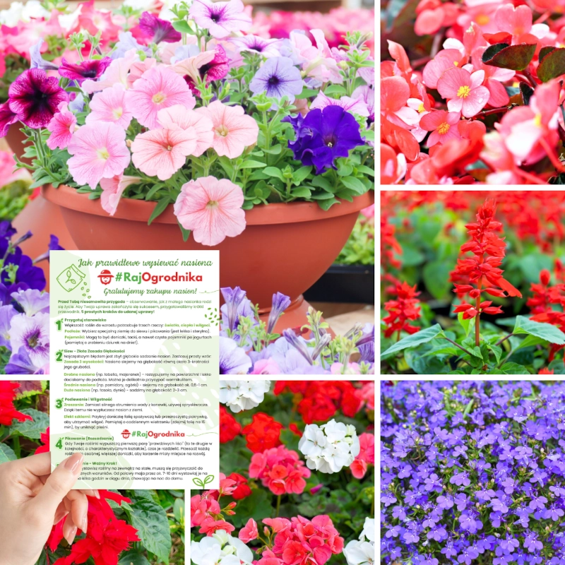 Zestaw kwiatów do wczesnego wysiewu 5 odmian vis na balkon taras i do ogrodu